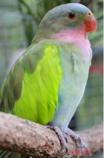 Parrot Symbolism | Parrot Symbolic Meanings