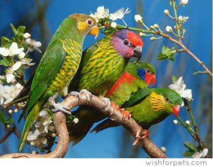 Parrot Symbolism | Parrot Symbolic Meanings Parrot Symbolism | Parrot Symbolic Meanings