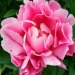 peony flower meaning