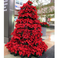 poinsetta - symbols of christmas