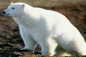 Espíritu de Oso Polar Animal