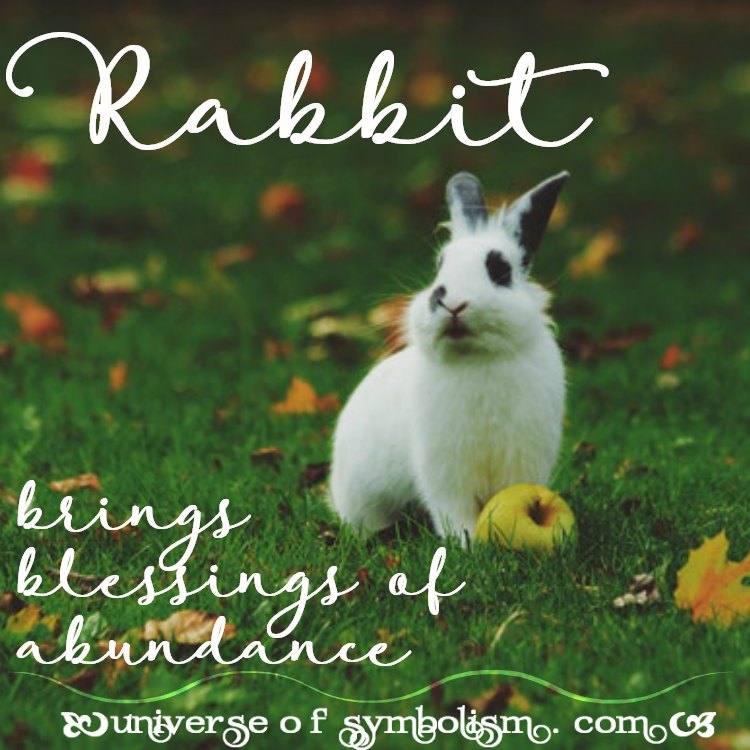 Rabbit Symbolism & Rabbit Meaning | Rabbit Spirit & Totem Animal