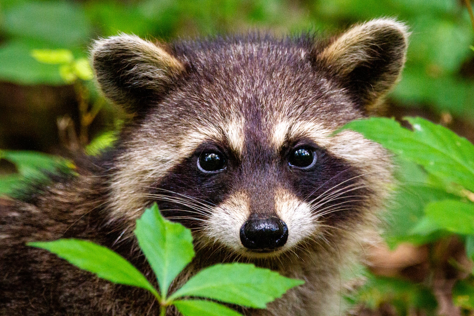 Raccoon power, spirit and totem animal, raccoon spiritual meaning