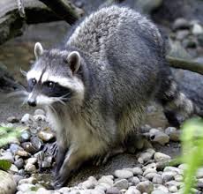 Spiritual meaning of Raccoon, protecting your dreams and your family
