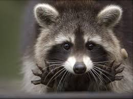 The symbolic meaning of Raccoon, curious and playful raccoon, perhaps a bit of a pirate spirit