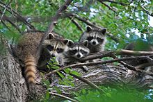 Raccoon symbolism and meaning, Raccoon Spirit Animal, Raccoon family up in a tree
