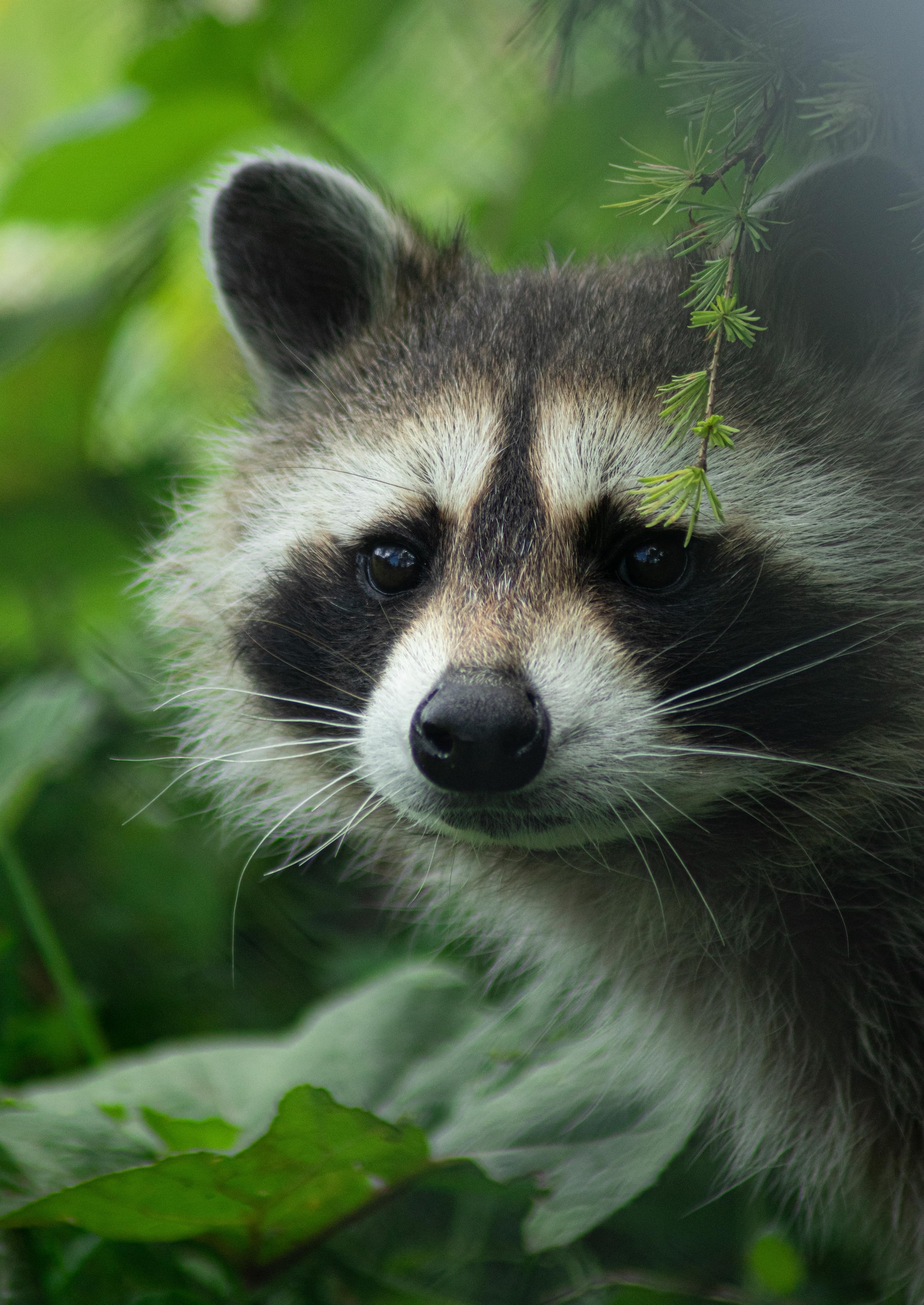 Raccoon Symbolism & Meaning | Spirit Animal Raccoon