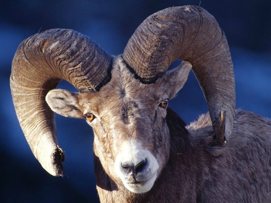 Ram Animal Meaning and Symbolism Spirit Animals