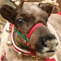 Santa's reindeer