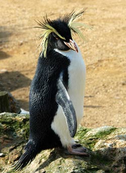 rock hopper penguin
