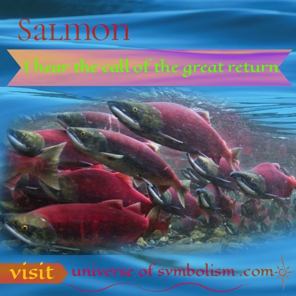 Salmon Symbolism & Meaning Salmon Spirit & Totem Animal