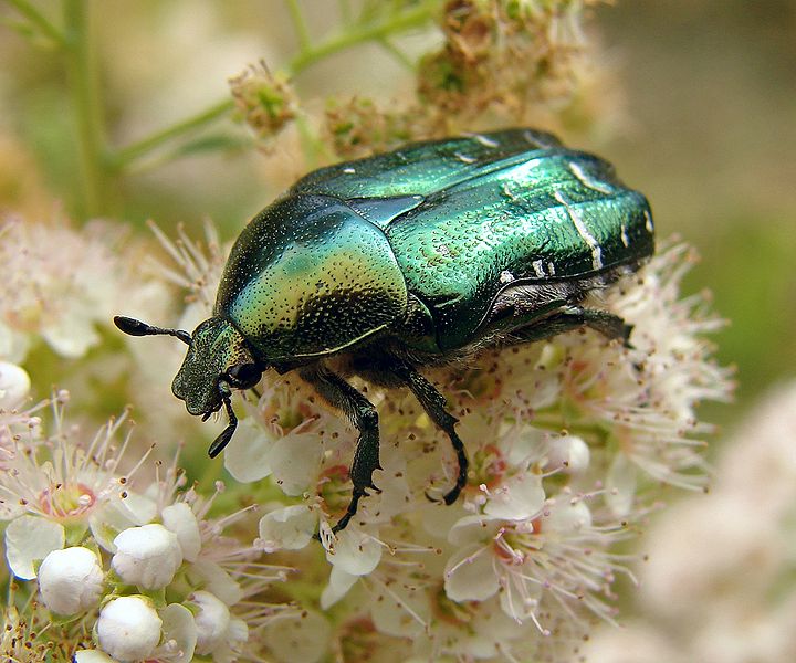 Scarab Symbolic Meaning | Beetle & Scarab Symbolism