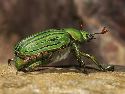 The Meaning Behind The Scarab Beetle Jewelry Trend