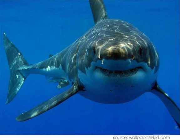  Symbolisme du requin 