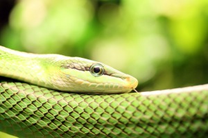 Snake Symbolism | Snake Meaning | Snake Spirit Animal