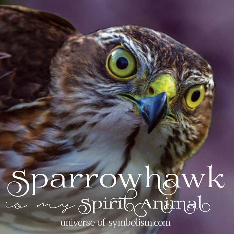 Sparrowhawk Symbolism & Sparrowhawk Meaning | Sparrowhawk Spirit, Power & Totem Animal Medicine & Magic