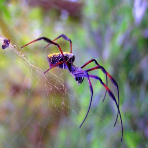 spider symbolism symbolic spider meaning spirit animals
