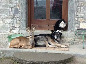 spirit animals living in peace