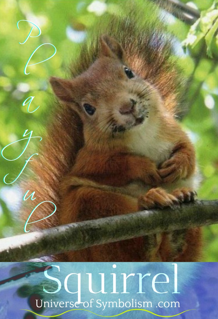 Squirrel Symbolism & Meaning | Squirrel Spirit Animal Guidance