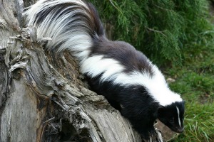 Skunk Spirit Animal