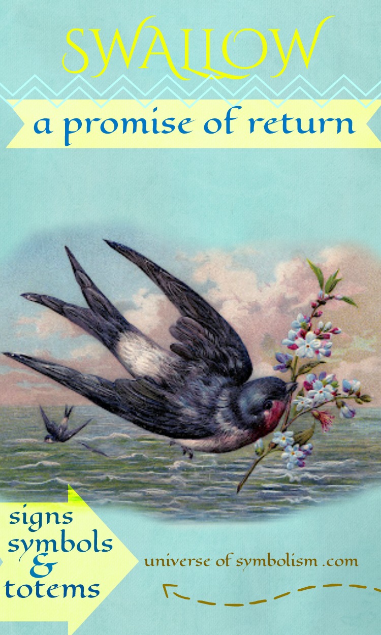 Swallow Symbolism - Spirit, Power Totem Animal Messenger - Swallow Swallow Symbolism - Spirit, Power Totem Animal Messenger - Swallow