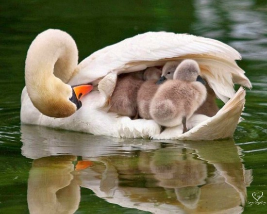 Swan Symbolism & Swan Meaning | Swan Spirit Animal