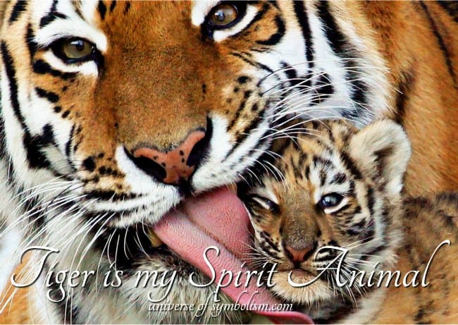 Tiger Symbolism & Meaning | Tiger Spirit & Totem Animal Guidance