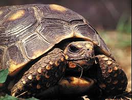 Tortoise Symbolism | Tortoise Meaning, Symbols & Powers Tortoise Symbolism | Tortoise Meaning, Symbols & Powers