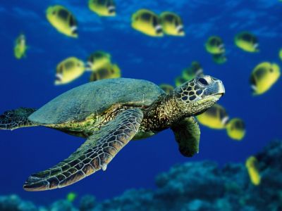 Turtle Symbolism & Meaning | Turtle Spirit & Totem Animal Guidance Turtle Symbolism & Meaning | Turtle Spirit & Totem Animal Guidance