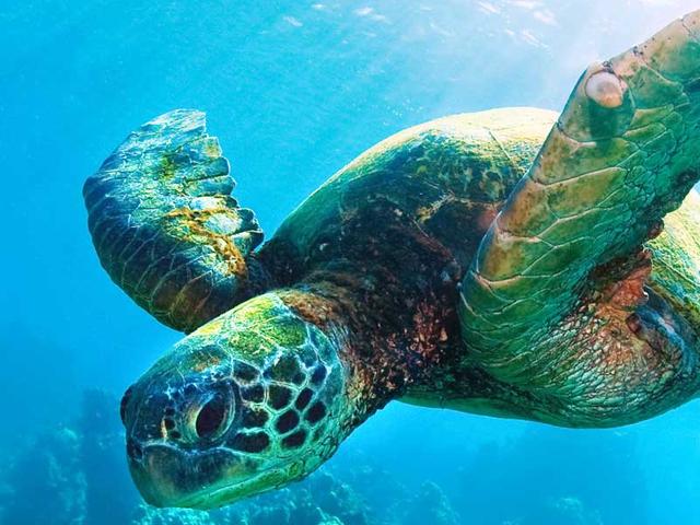 Turtle Symbolism & Meaning | Turtle Spirit & Totem Animal Guidance Turtle Symbolism & Meaning | Turtle Spirit & Totem Animal Guidance