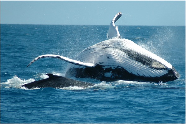 What's the meaning of whales being shown so often? Is there some symbolism,  or is it simply just because there are whales in the ocean? : r/ DeathStranding