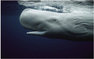 sperm whale meanings