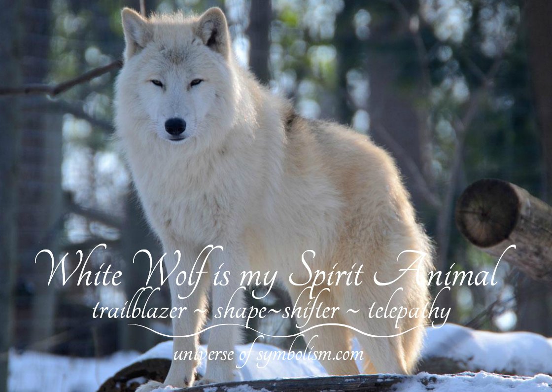 Wolf Symbolism & Meaning | Wolf Spirit, Totem & Power Animal