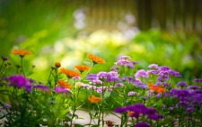 Flower Symbolism Flower Meanings List Flower Symbolism Flower Meanings List