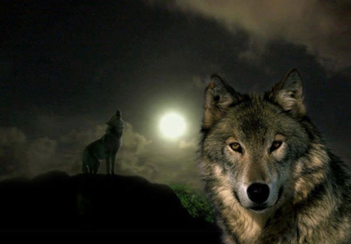Spirit Animal Quiz - How To Find Your Spirit Animal Spirit Animal Quiz - How To Find Your Spirit Animal