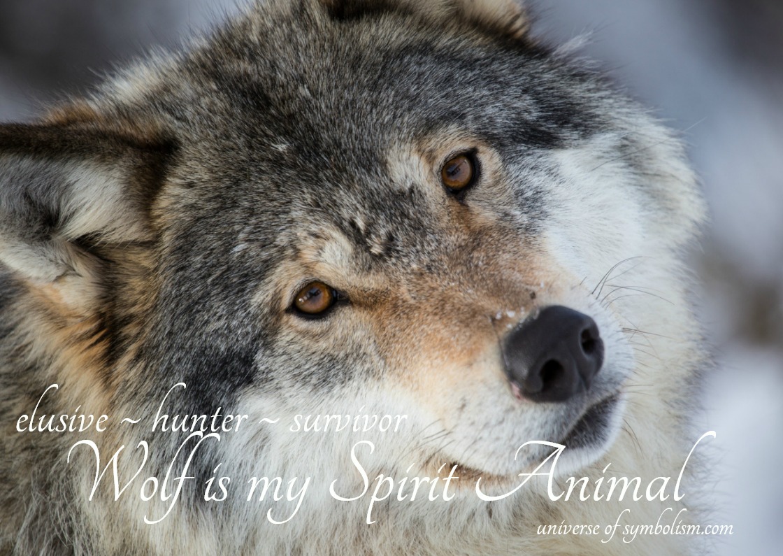 What Does A White Wolf Symbolizes | fundacionhenrydunant.org