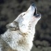 wolf symbolism and spiritual meaning of wolf