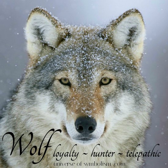Wolf Symbolism & Wolf Meaning | 9 Spiritual Superpowers of the Wolf