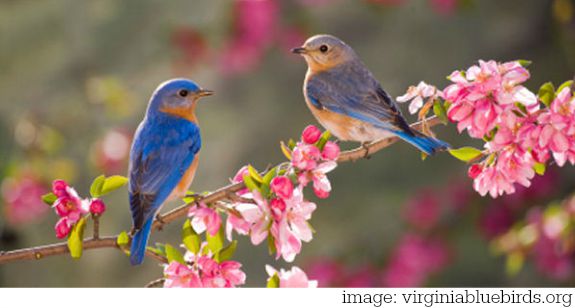 Bluebird Symbolism | Bluebird Meaning | Totem Animals