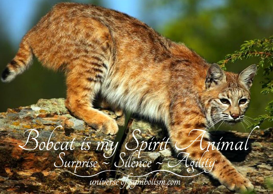 Bobcat Symbolism & Meaning Bobcat Spirit, Totem & Power Animal