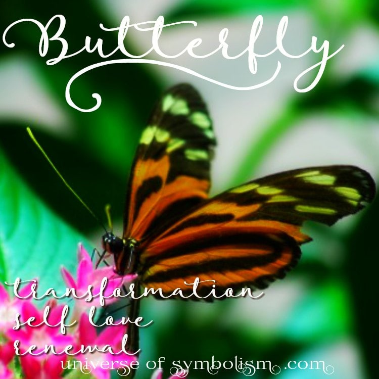 Butterfly Symbolism Butterfly Meaning Spirit Animal Guidance - 