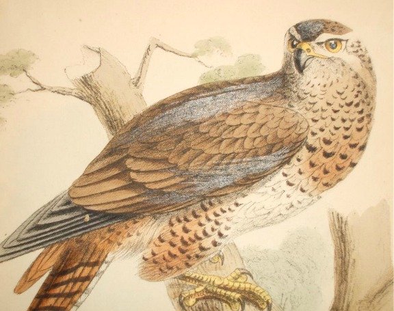 Falcon Symbolism Totem Animal Powers Meaning