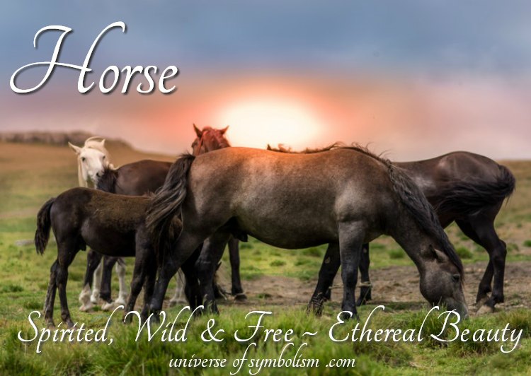 Horse Symbolism Symbolic Meaning of Horse