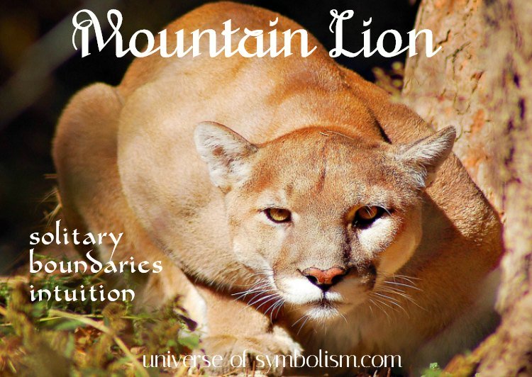 Symbolic Mountain Lion Meaning & Puma Symbolism Spirit Animal Totems