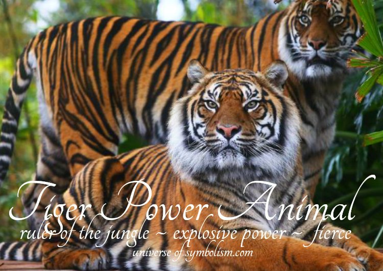 Tiger Symbolism Tiger Meaning Tiger Spirit & Totem Animal